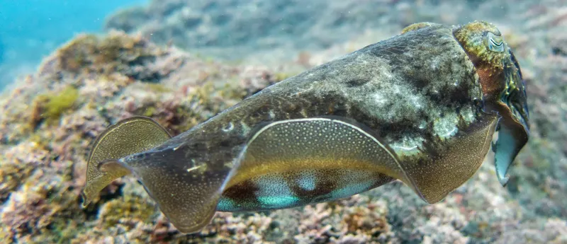 Seiche sur fond rocheux, nageant dans l'eau claire de la mer
