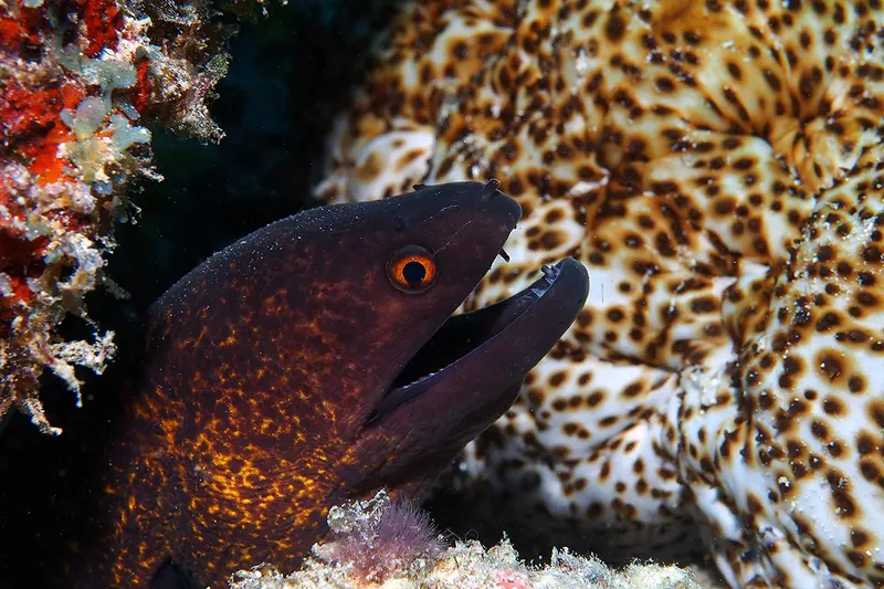 Murène à la bouche ouverte, corail et poisson tacheté en arrière-plan