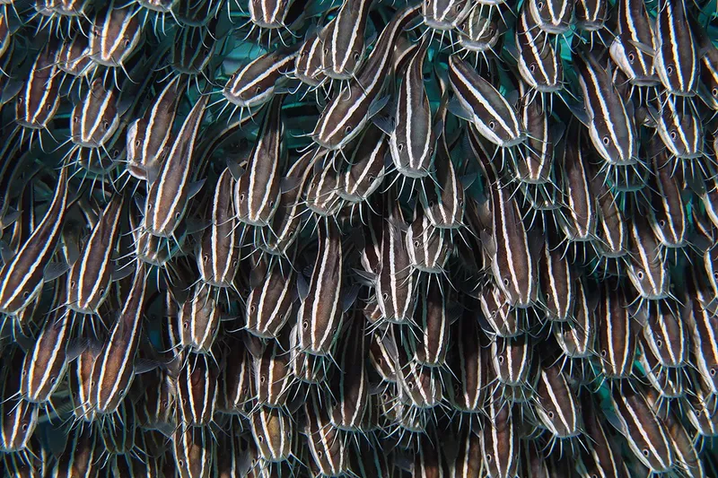 Banc de poissons rayés, vus d'en bas dans l'eau turquoise