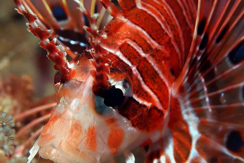 Poisson-lion rouge et blanc, gros plan sur sa tête et ses épines
