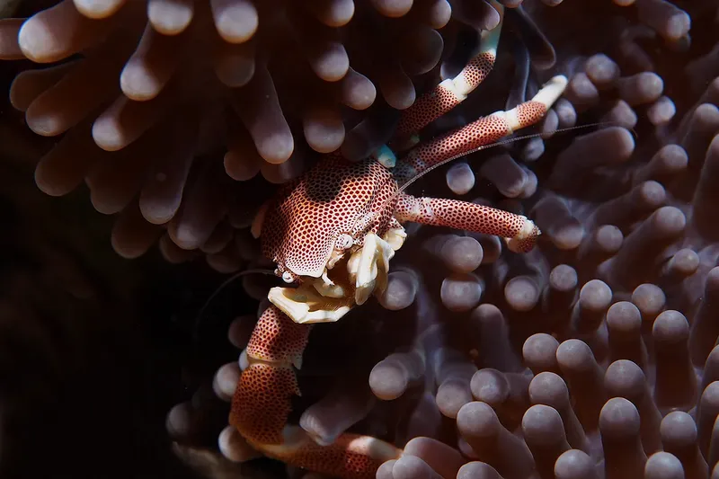Un crabe ermite se cache dans les tentacules d'une anémone de mer