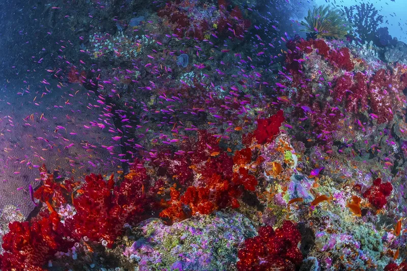Banc de poissons violets et coraux rouges dans un récif tropical