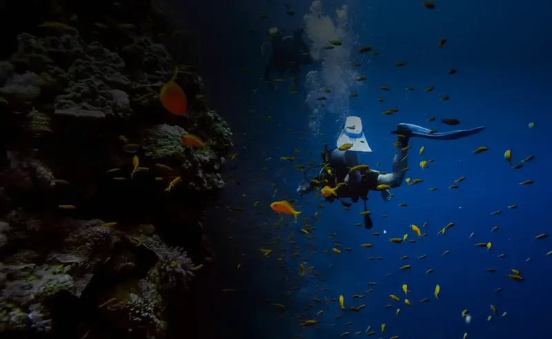 Plongeur en immersion, entouré de poissons, explorant un récif corallien