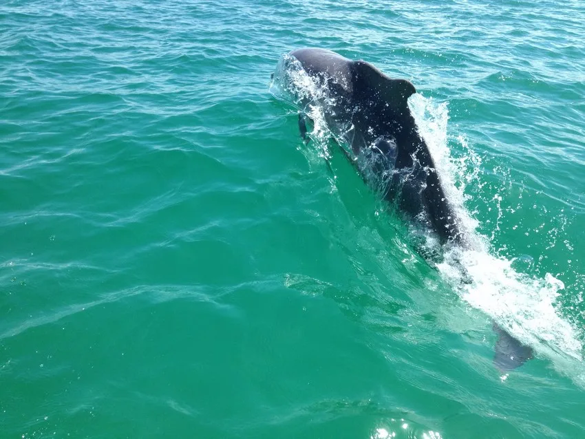 Un dauphin saute hors de l'eau turquoise, éclaboussures et mouvement