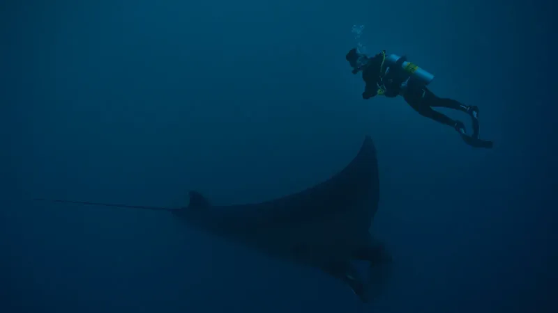 Plongeur et raie manta évoluent dans les profondeurs bleues de l'océan