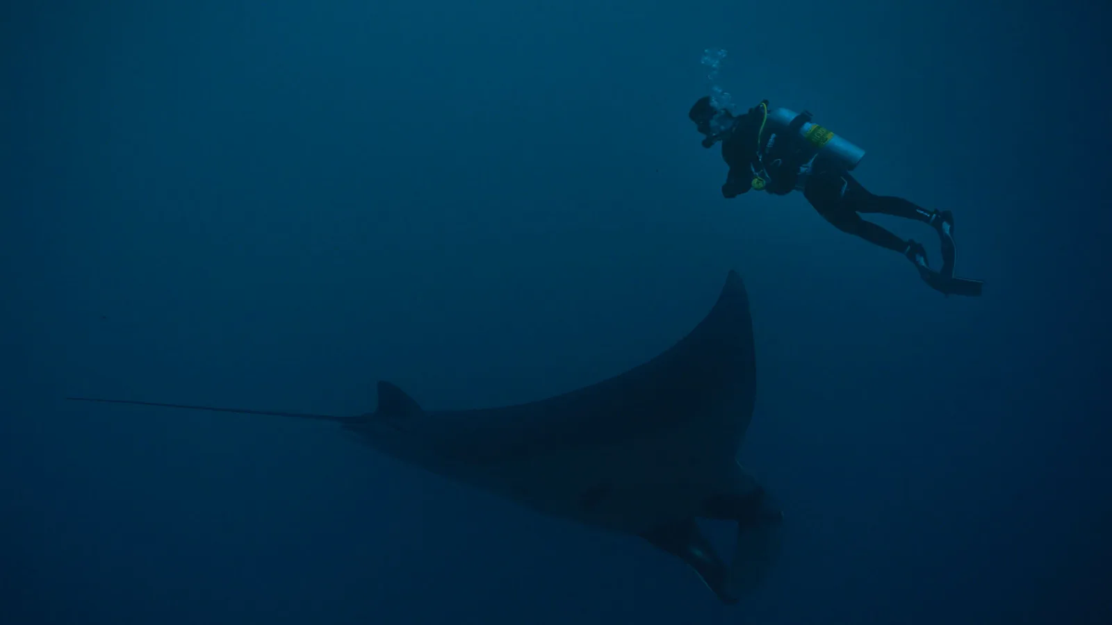 Neel Diving