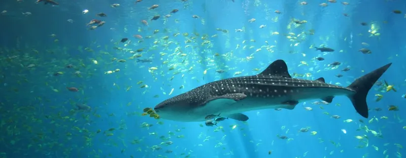 Requin baleine nageant dans un aquarium entouré de petits poissons