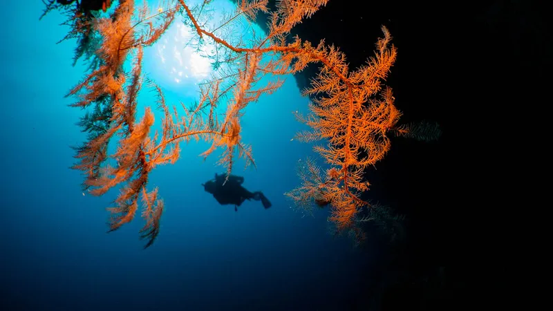 Plongeur explorant un récif corallien orange sous la lumière du soleil