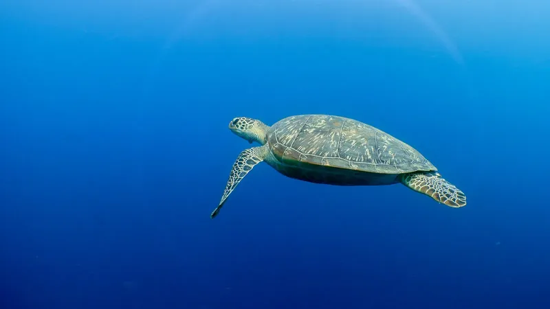 Tortue marine nageant paisiblement dans l'eau bleue de l'océan