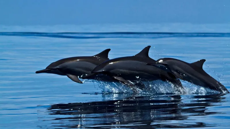 Trois dauphins sautent hors de l'eau bleue, ciel clair