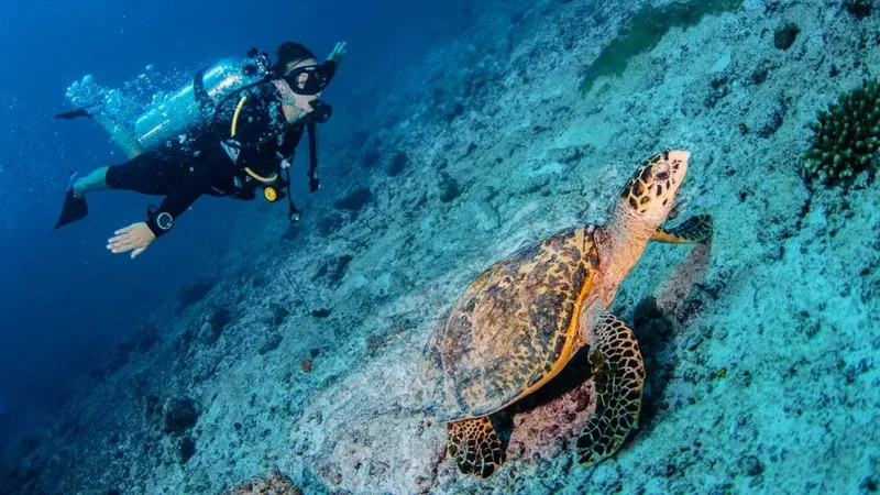 Plongeur et tortue marine nagent ensemble sur un fond rocheux