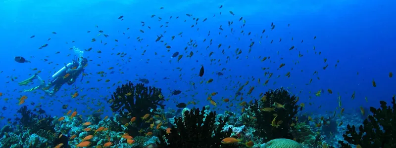 Plongeur explore un récifal corallien peuplé de nombreux poissons colorés