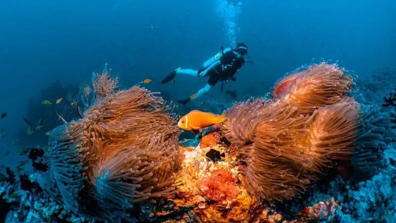 Plongeur explorant un récif corallien avec des poissons clowns et anémones