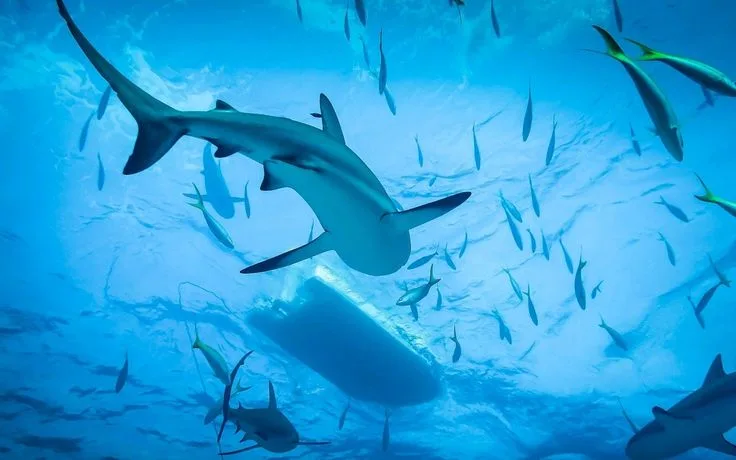 Requin nageant avec des poissons dans une eau bleue claire