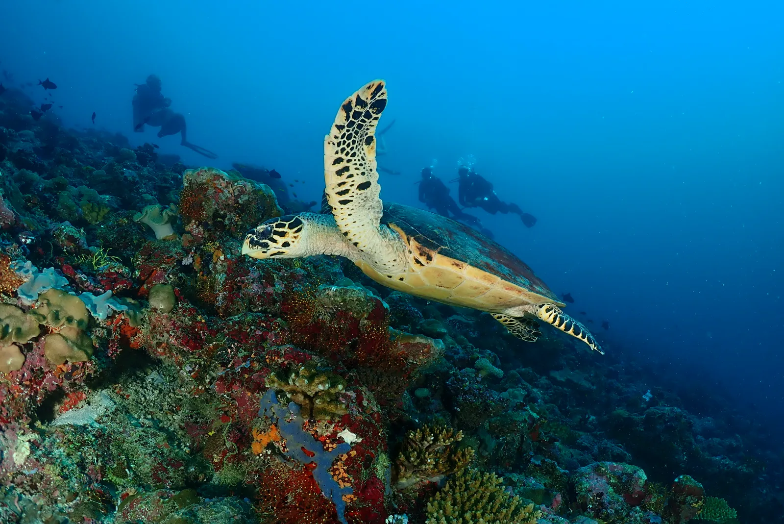 Tortue marine nageant au-dessus d'un récifal corallien avec des plongeurs