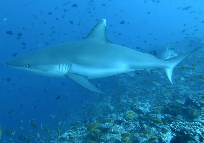 Deux requins de récif à pointes blanches nagent dans l'eau bleue