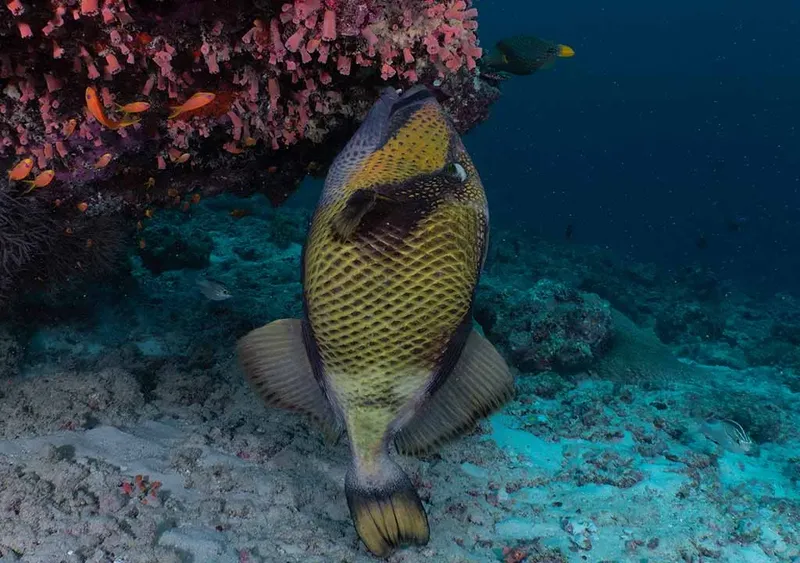 Poisson perroquet jaune et noir nageant près d'un récifal corallien
