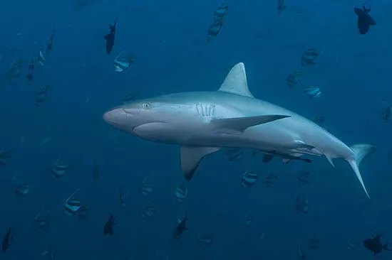 Un requin gris nage dans l'eau bleue entouré de poissons