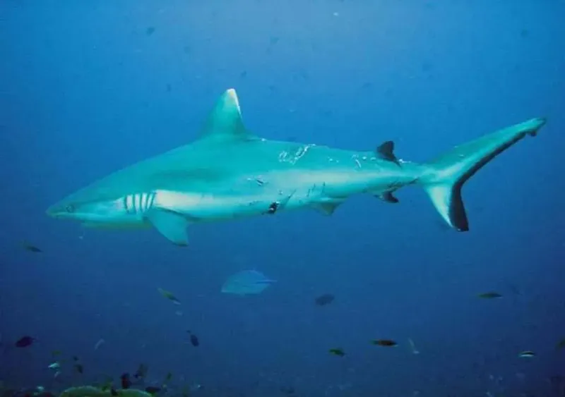 Requin de récif à pointe blanche nageant dans l'eau bleue