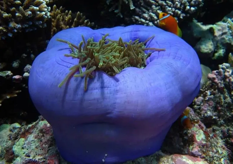 Anémone de mer violette avec deux poissons-clowns nageant autour