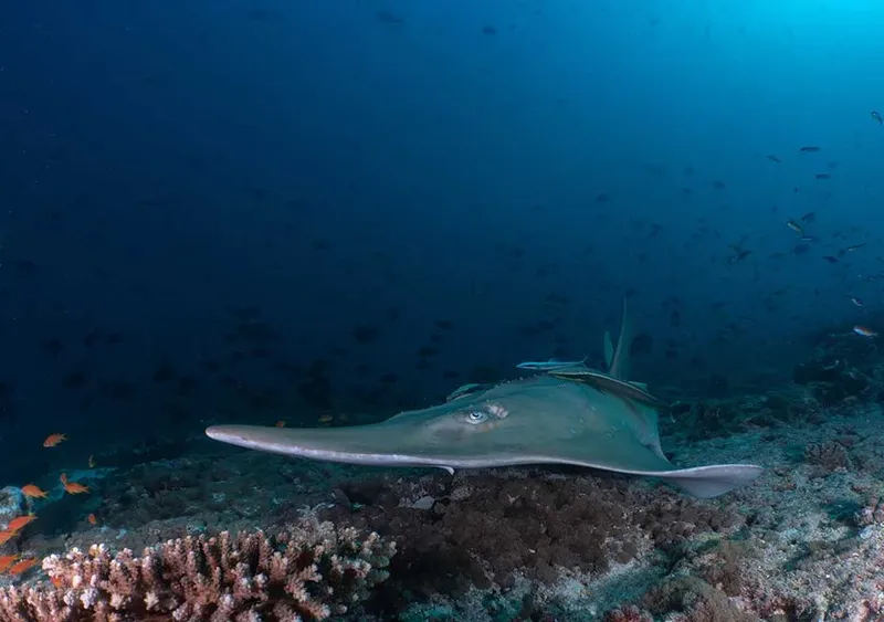 Un poisson-scie nage au-dessus d'un fond marin rocheux et corallien
