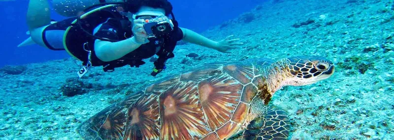 Plongeur photographiant une tortue marine sur un fond sablonneux clair