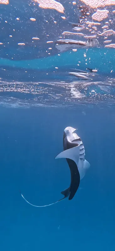 Raie manta nageant gracieusement dans une eau bleue et claire