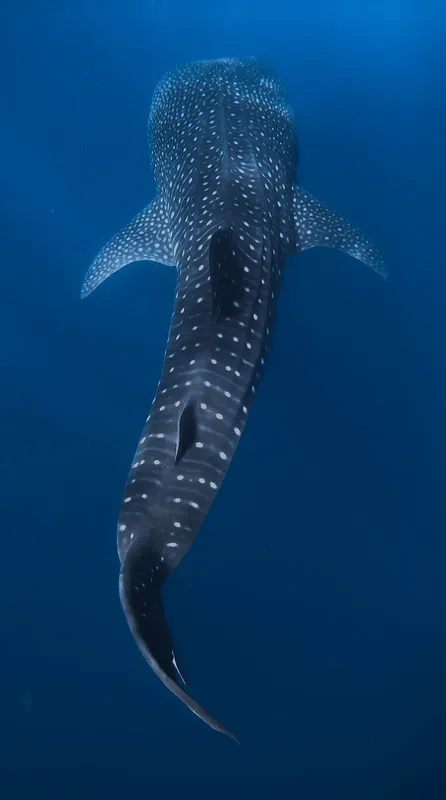 Requin baleine vu d'en haut nageant dans l'eau bleue