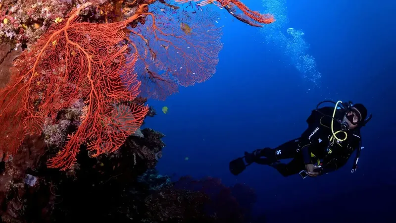 Plongeur explorant un récif corallien avec des gorgones rouges