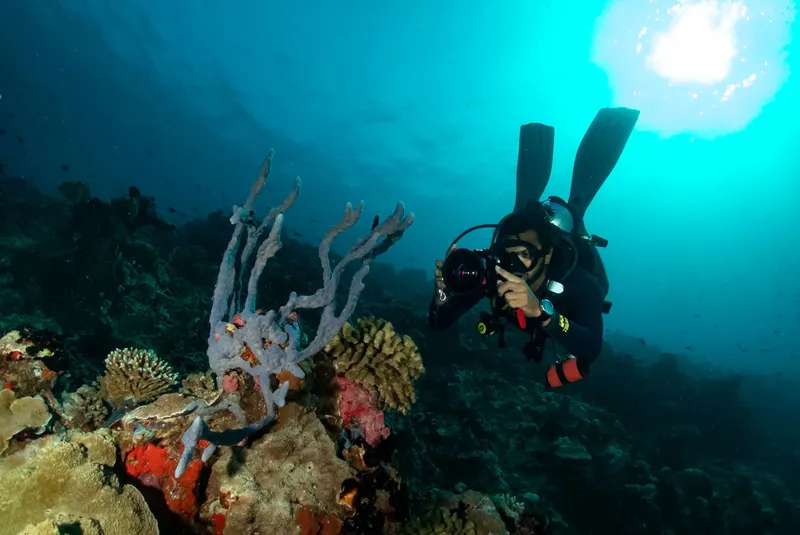 Plongeur photographiant un récif corallien coloré en milieu aquatique