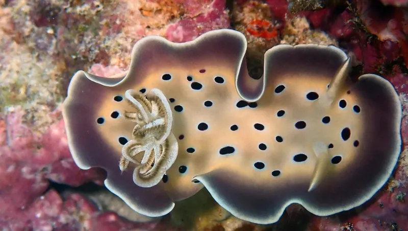Nudibranche colorée avec des taches noires sur un fond corallien