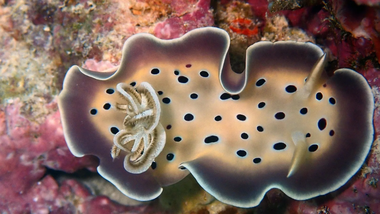 Sea Star Diving