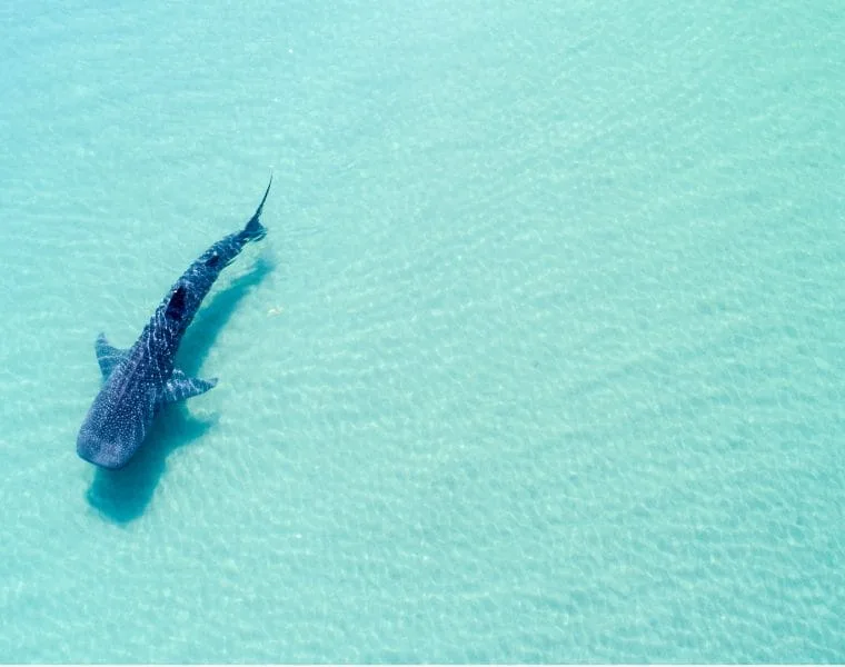 Requin baleine nageant dans une eau turquoise claire et peu profonde