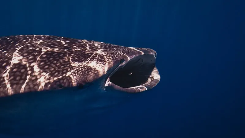 Gros plan d'un requin baleine nageant dans l'eau bleue