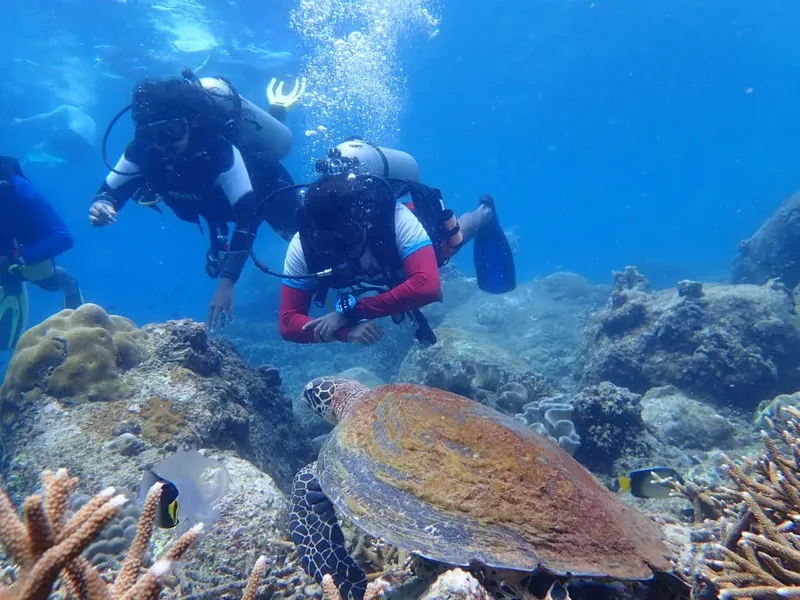 Deux plongeurs observent une tortue marine au milieu des coraux