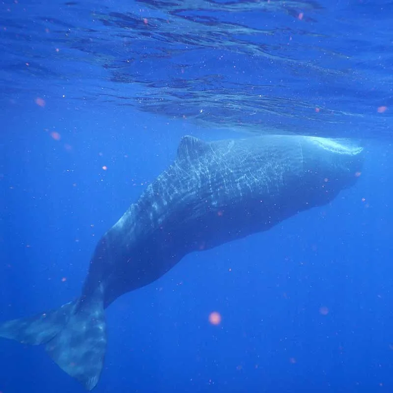 Requin baleine nageant dans l'eau bleue, vu d'en bas