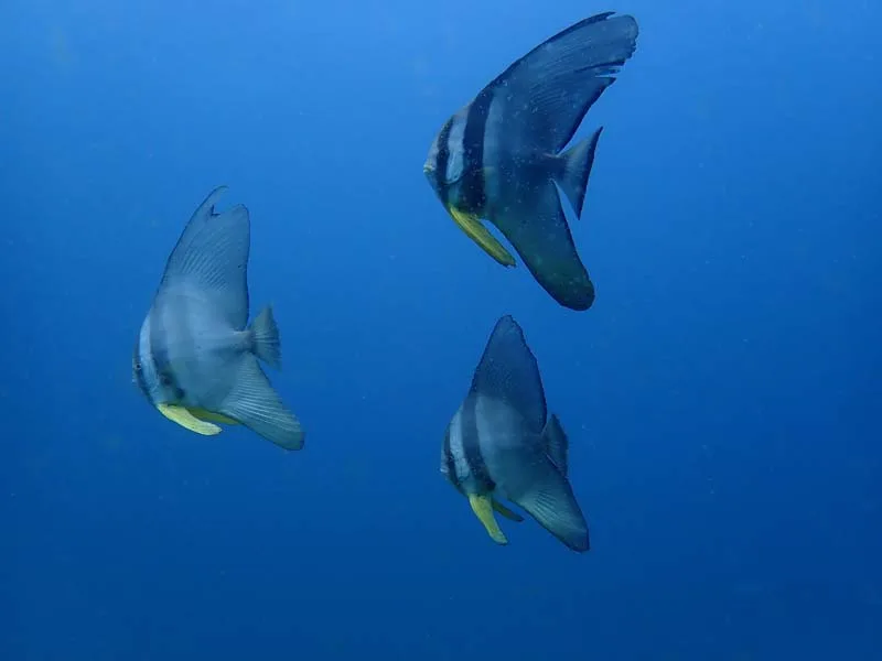 Trois poissons-papillons nagent dans une eau bleue claire