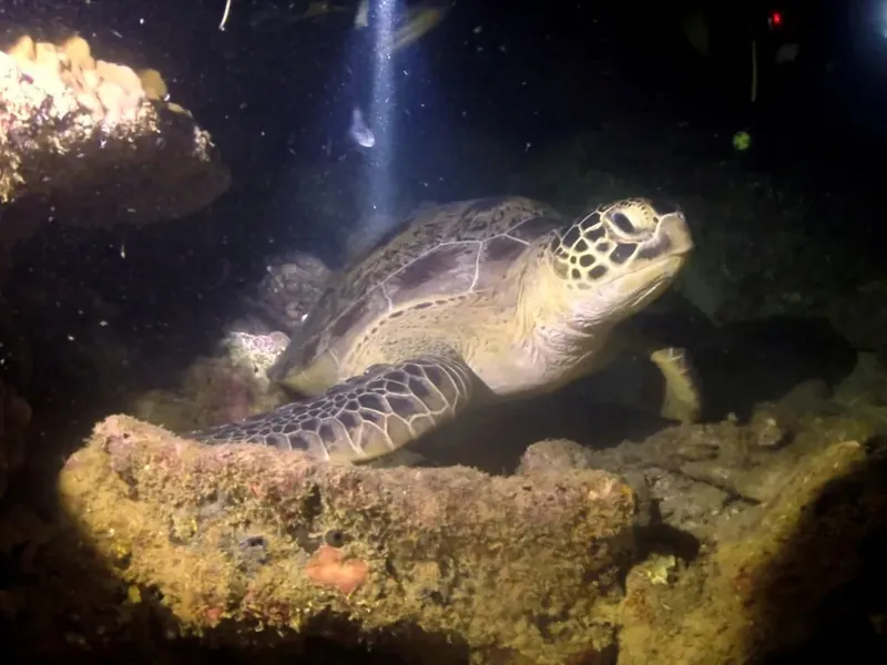 Tortue marine nageant paisiblement au milieu des rochers et coraux