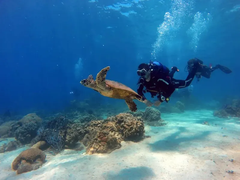 Plongeur nageant avec une tortue marine au-dessus d'un récif corallien