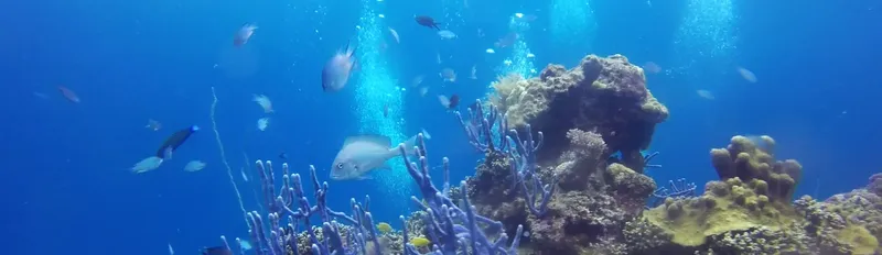 Vue sous-marine avec des poissons tropicaux et coraux colorés