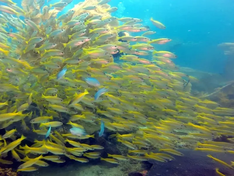 Banc de poissons jaunes et argentés nageant autour d'une structure corallienne