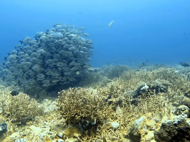 Banc de poissons argentés au-dessus d'un récifal corallien clair