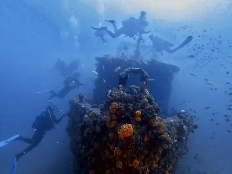 Plongeurs explorent une épave colonisée par la vie marine bleue