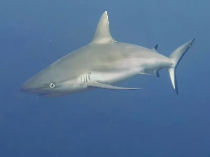 Requin de récif à pointe blanche nageant dans l'eau bleue