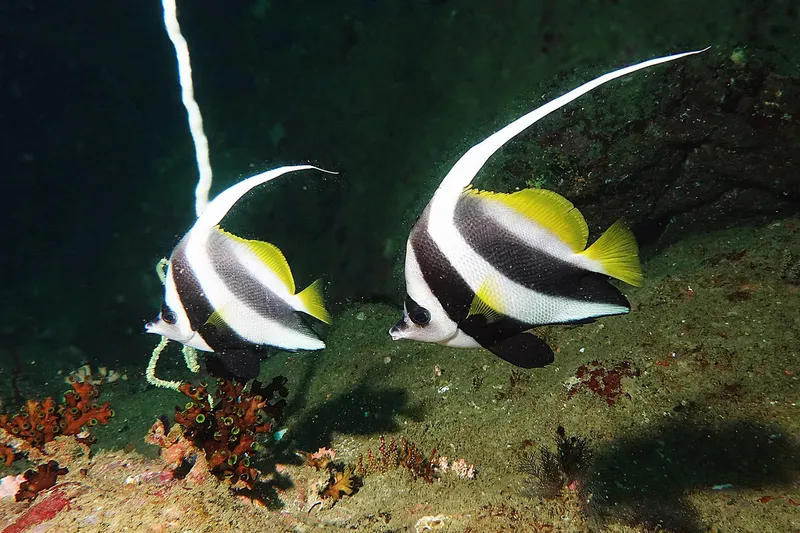 Deux poissons-papillons à bandes noires et jaunes nagent près du récif