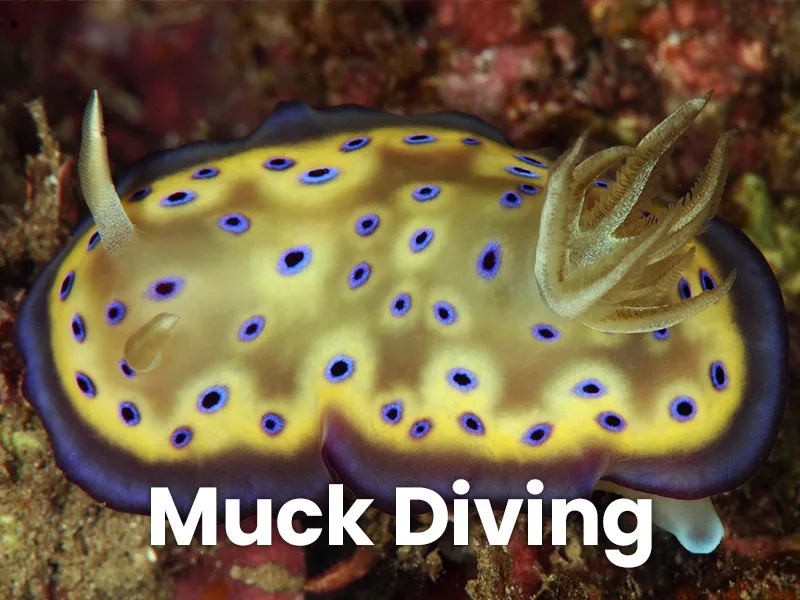 Nudibranche jaune et bleue avec des taches, sur un fond marin corallien