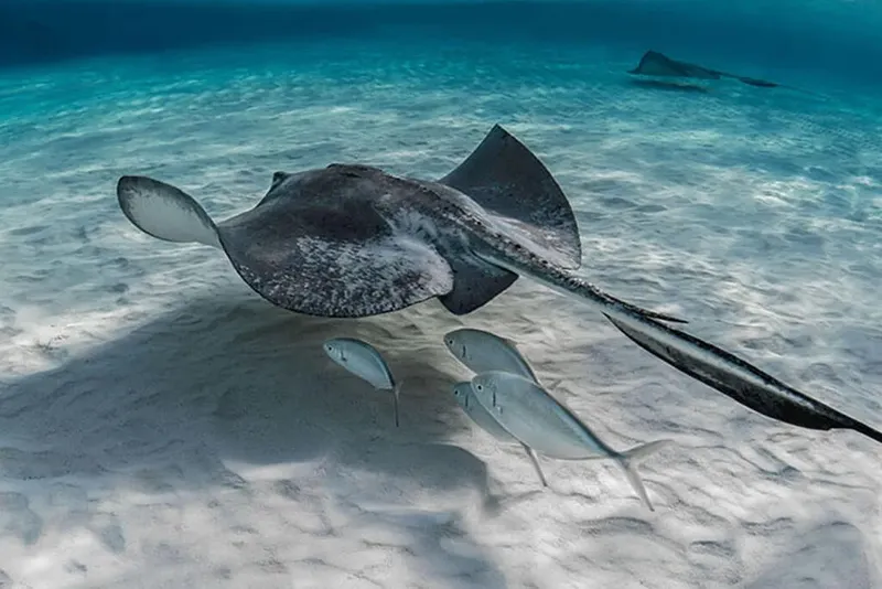Raie manta nageant gracieusement au-dessus d'un fond sableux clair avec poissons