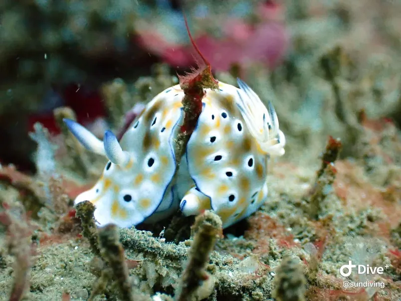 Deux nudibranches colorés sur un fond rocheux et corallien