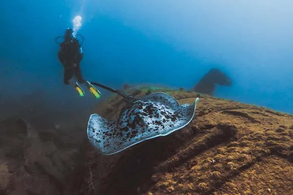 Un plongeur observe une raie manta au-dessus d'un fond rocheux