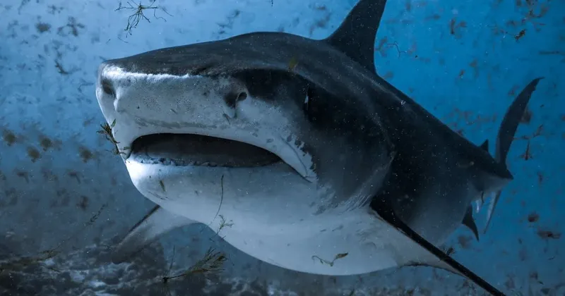 Gros plan d'un requin nageant dans l'eau bleue, gueule ouverte